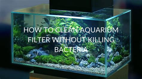 Use flip flops or. . How to clean aquarium filter without killing bacteria
